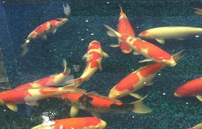 金莊桃太郎錦鯉A4池 60-70cm 金莊桃太郎錦鯉A4池 60-70cm