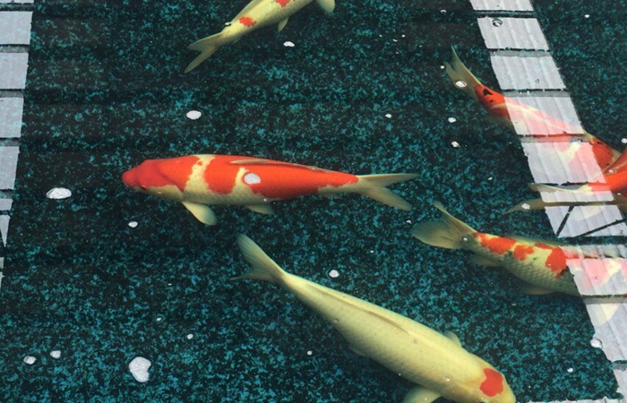 金莊桃太郎錦鯉A4池 60-70cm 金莊桃太郎錦鯉A4池 60-70cm