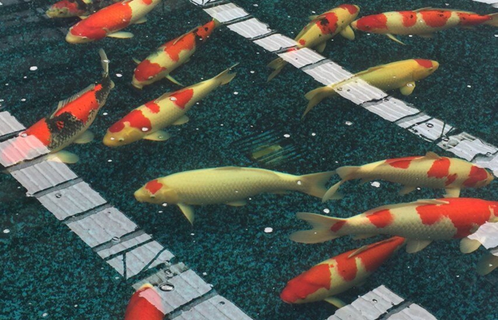 金莊桃太郎錦鯉A4池 60-70cm 金莊桃太郎錦鯉A4池 60-70cm