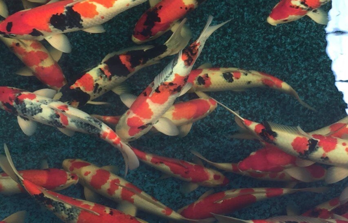 金莊桃太郎錦鯉B3池 45-50cm