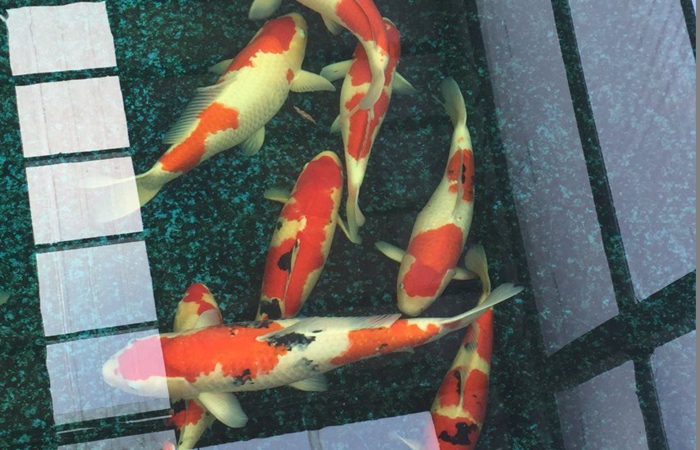 金莊桃太郎錦鯉C9池 50-60cm