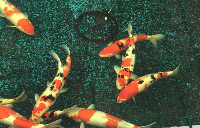 金莊桃太郎錦鯉C9池 50-60cm