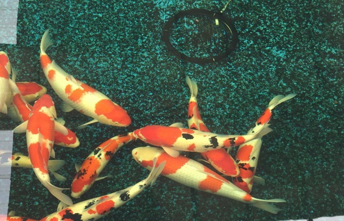 金莊桃太郎錦鯉C9池 50-60cm