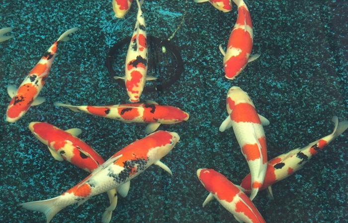 金莊桃太郎錦鯉C9池 50-60cm