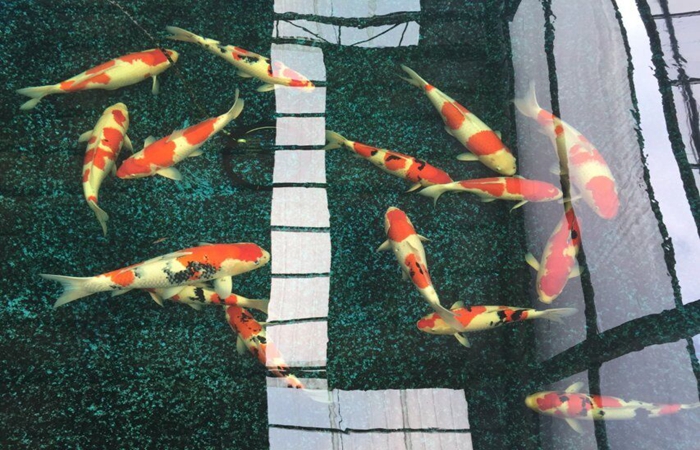 金莊桃太郎錦鯉C9池 50-60cm