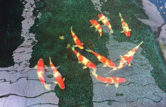 金莊桃太郎錦鯉D3池 60-65cm