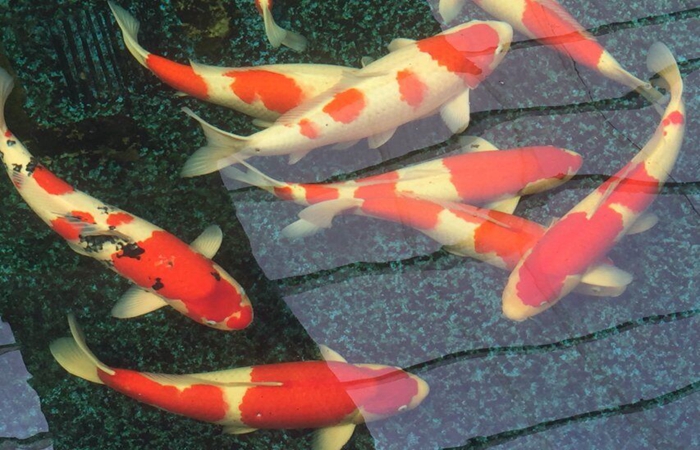 金莊桃太郎錦鯉D3池 60-65cm