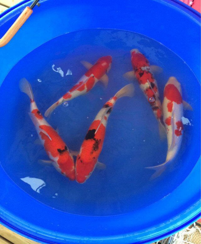 金莊桃太郎錦鯉C7池 30-35cm