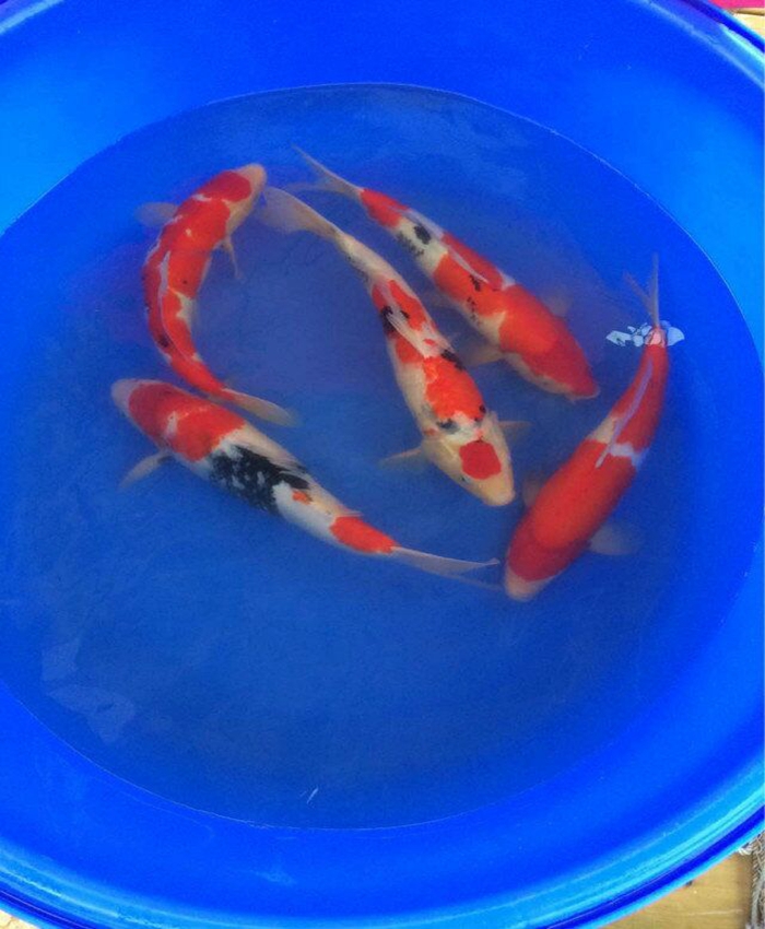 金莊桃太郎錦鯉C7池 30-35cm