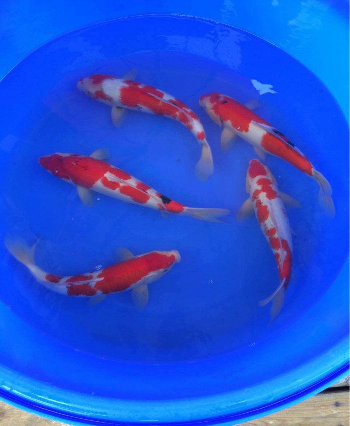 金莊桃太郎錦鯉C7池 30-35cm