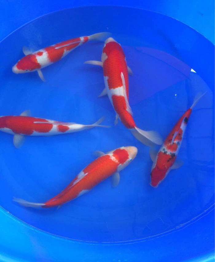 金莊桃太郎錦鯉C5池 30-35cm