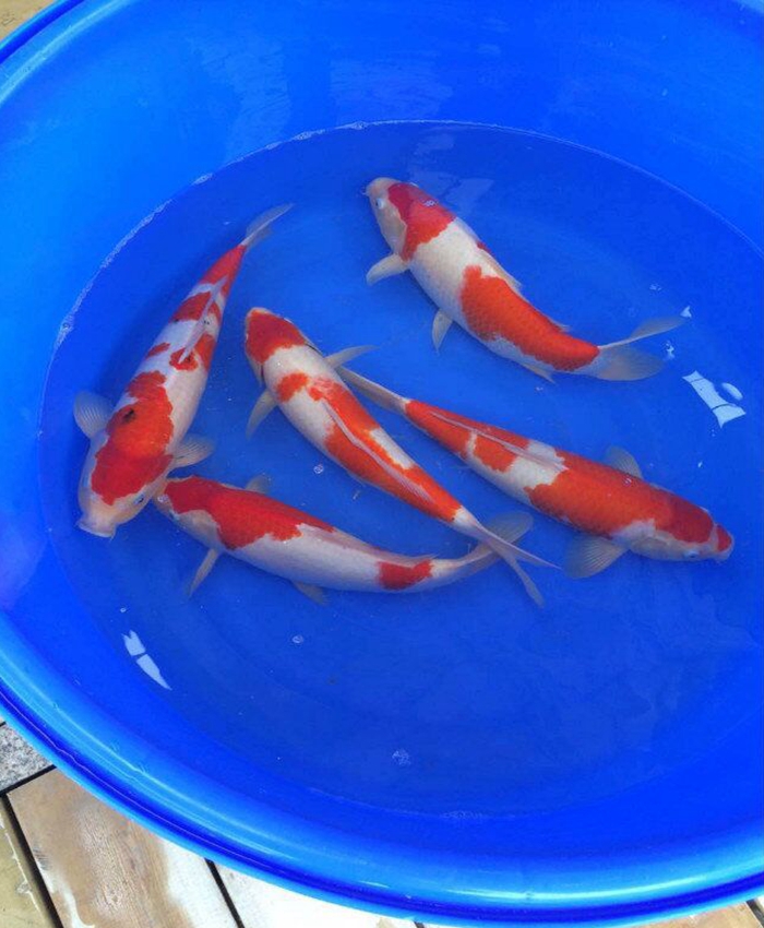 金莊桃太郎錦鯉C5池 30-35cm