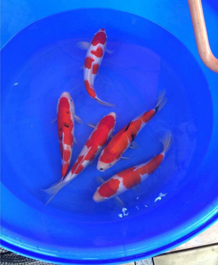 金莊桃太郎錦鯉C5池 30-35cm 金莊桃太郎錦鯉C5池 30-35cm