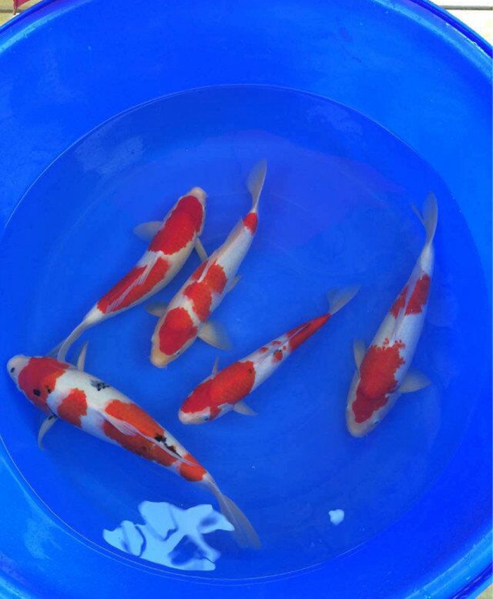 金莊桃太郎錦鯉C5池 30-35cm 金莊桃太郎錦鯉C5池 30-35cm