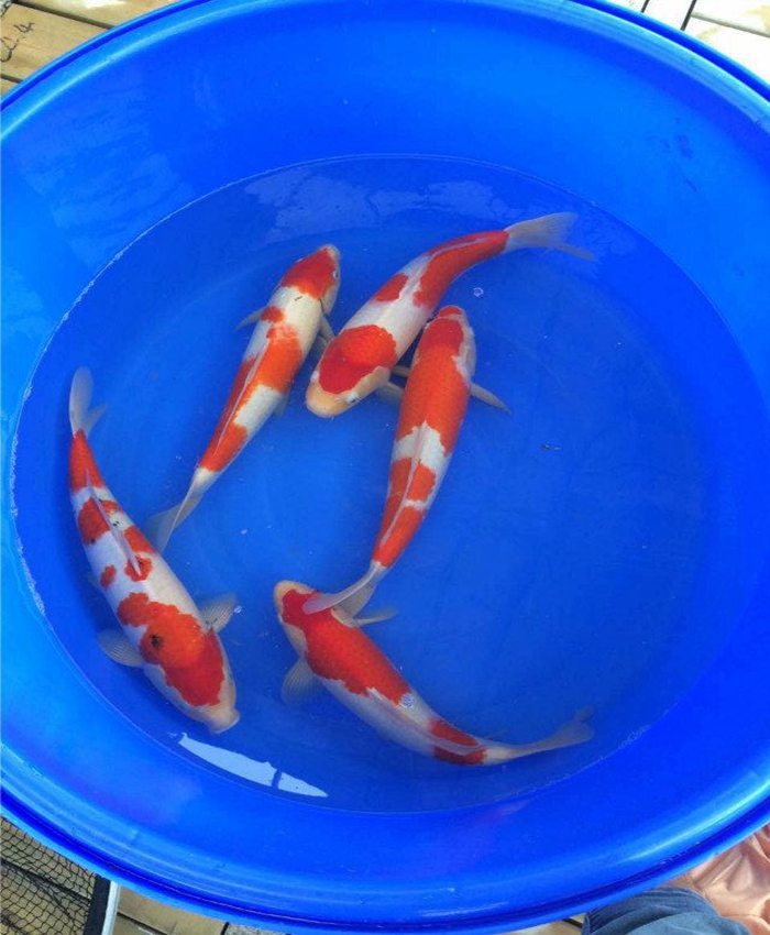 金莊桃太郎錦鯉C5池 30-35cm 金莊桃太郎錦鯉C5池 30-35cm