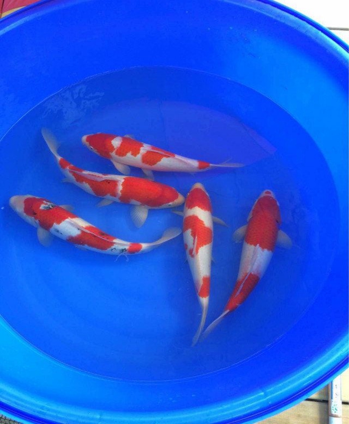 金莊桃太郎錦鯉C5池 30-35cm 金莊桃太郎錦鯉C5池 30-35cm