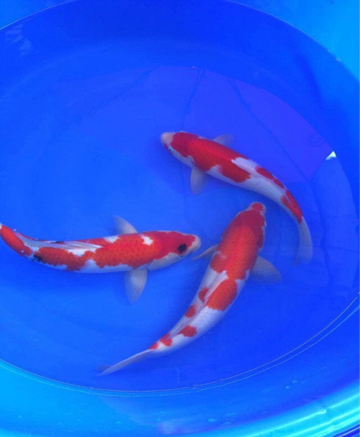 金莊桃太郎錦鯉C5池 30-35cm 金莊桃太郎錦鯉C5池 30-35cm