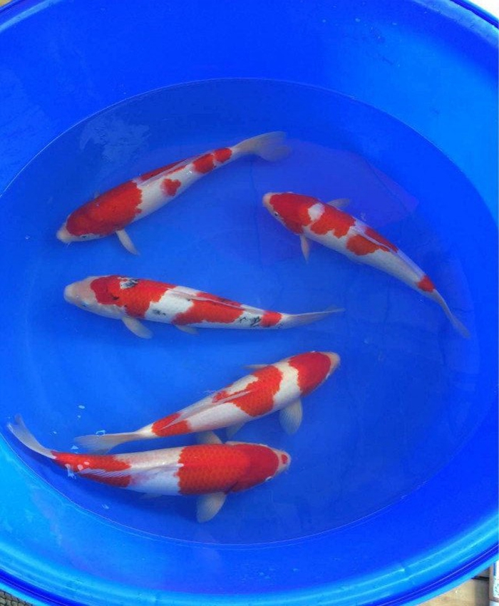 金莊桃太郎錦鯉C5池 30-35cm 金莊桃太郎錦鯉C5池 30-35cm