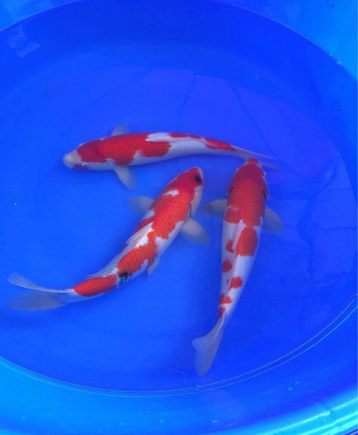 金莊桃太郎錦鯉C5池 30-35cm 金莊桃太郎錦鯉C5池 30-35cm