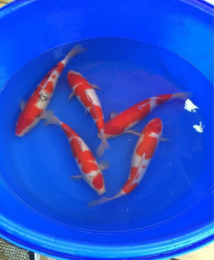 金莊桃太郎錦鯉C5池 30-35cm 金莊桃太郎錦鯉C5池 30-35cm