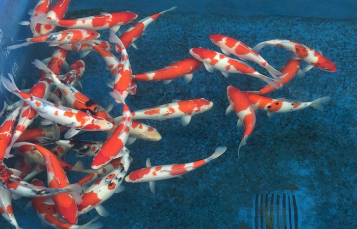 金莊桃太郎錦鯉C3池 40-45cm