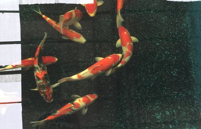 金莊桃太郎錦鯉C6池 35一45cm