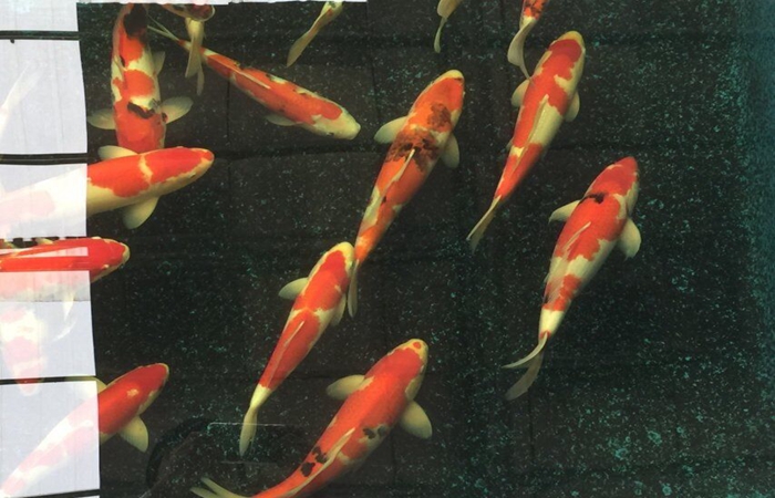 金莊桃太郎錦鯉C6池 35一45cm