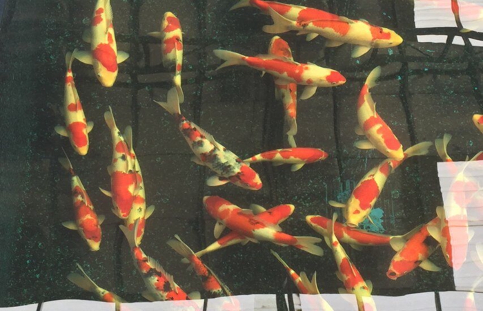 金莊桃太郎錦鯉C6池 35一45cm