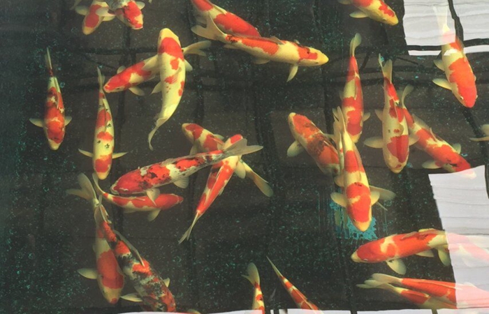 金莊桃太郎錦鯉C6池 35一45cm