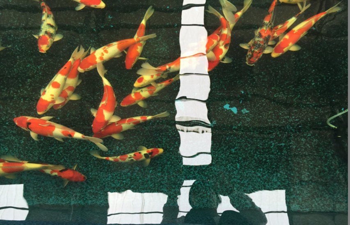 金莊桃太郎錦鯉C6池 35一45cm