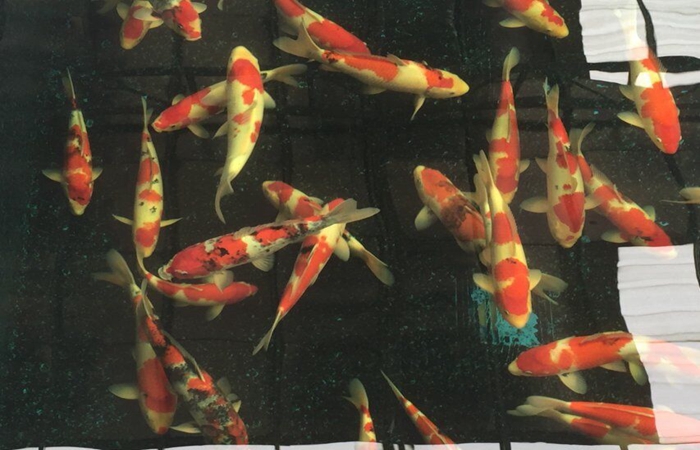 金莊桃太郎錦鯉C6池 35一45cm