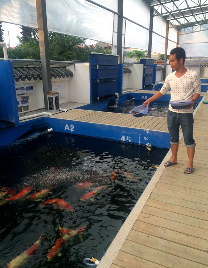 錦鯉養壯的小技巧 錦鯉養壯的小技巧
