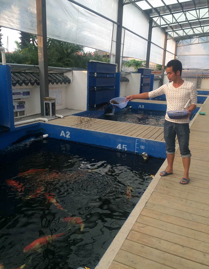 錦鯉養壯的小技巧 錦鯉養壯的小技巧