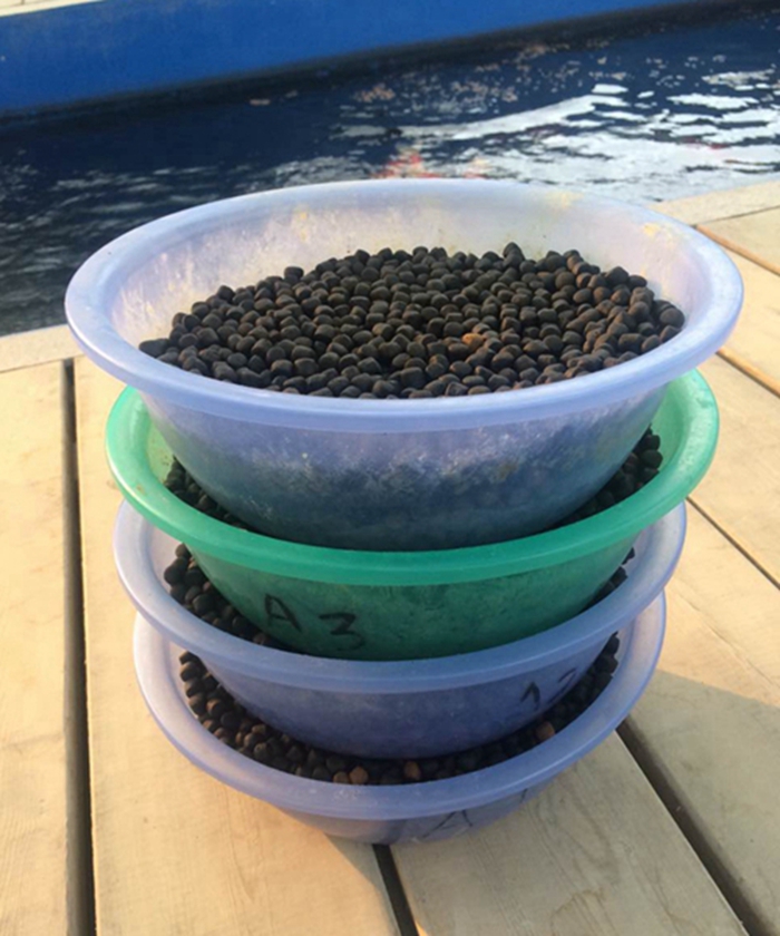 錦鯉養壯的小技巧 錦鯉養壯的小技巧