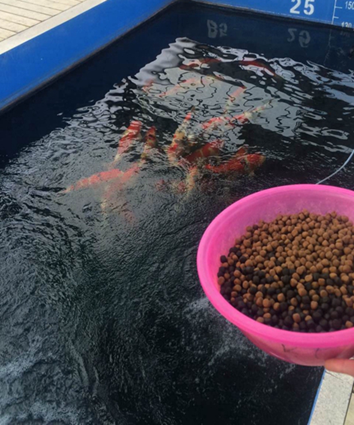 錦鯉養壯的小技巧 錦鯉養壯的小技巧