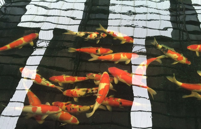 錦鯉養壯的小技巧 錦鯉養壯的小技巧