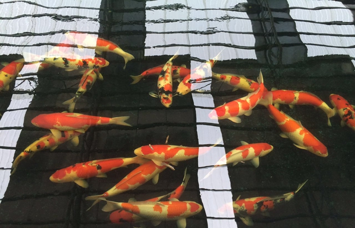 錦鯉養壯的小技巧 錦鯉養壯的小技巧