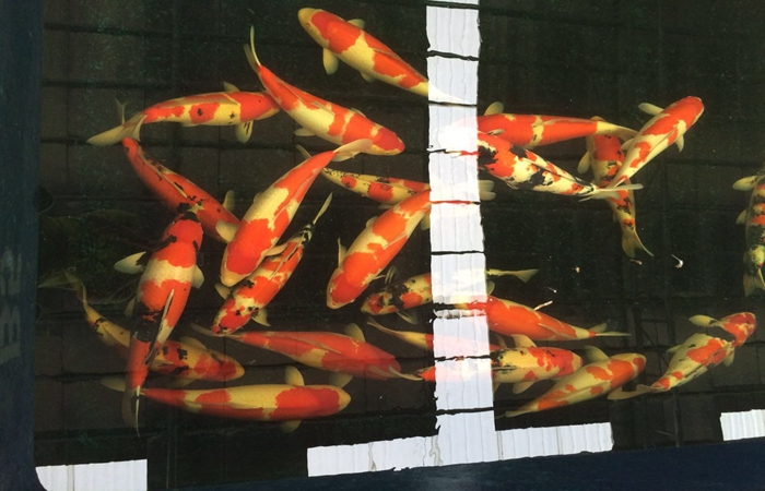 錦鯉養壯的小技巧 錦鯉養壯的小技巧