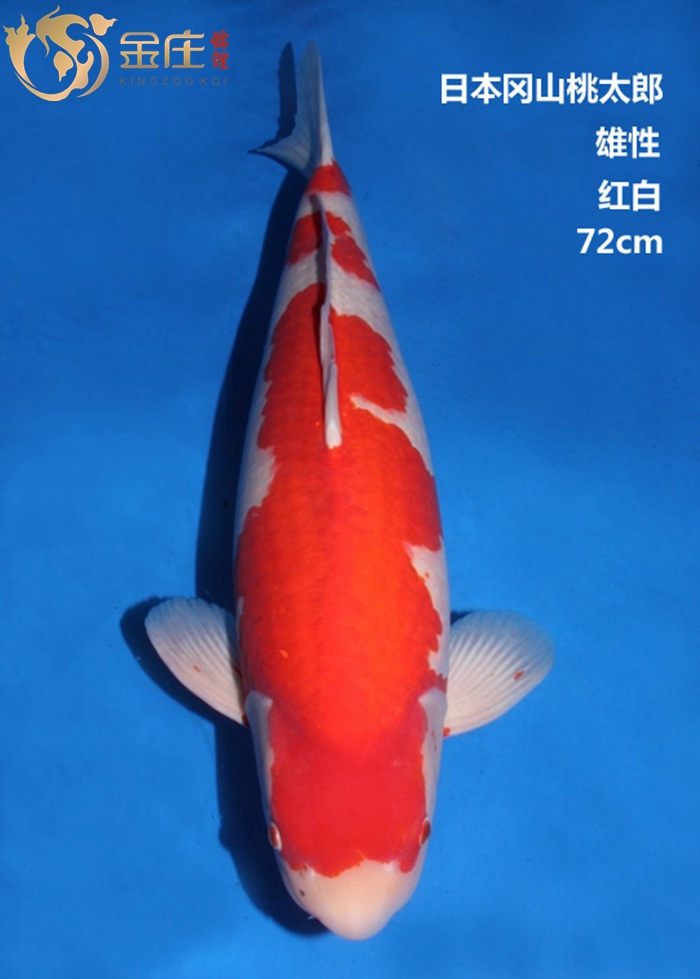 金莊感恩季回饋，美美錦鯉照大放(fàng)送