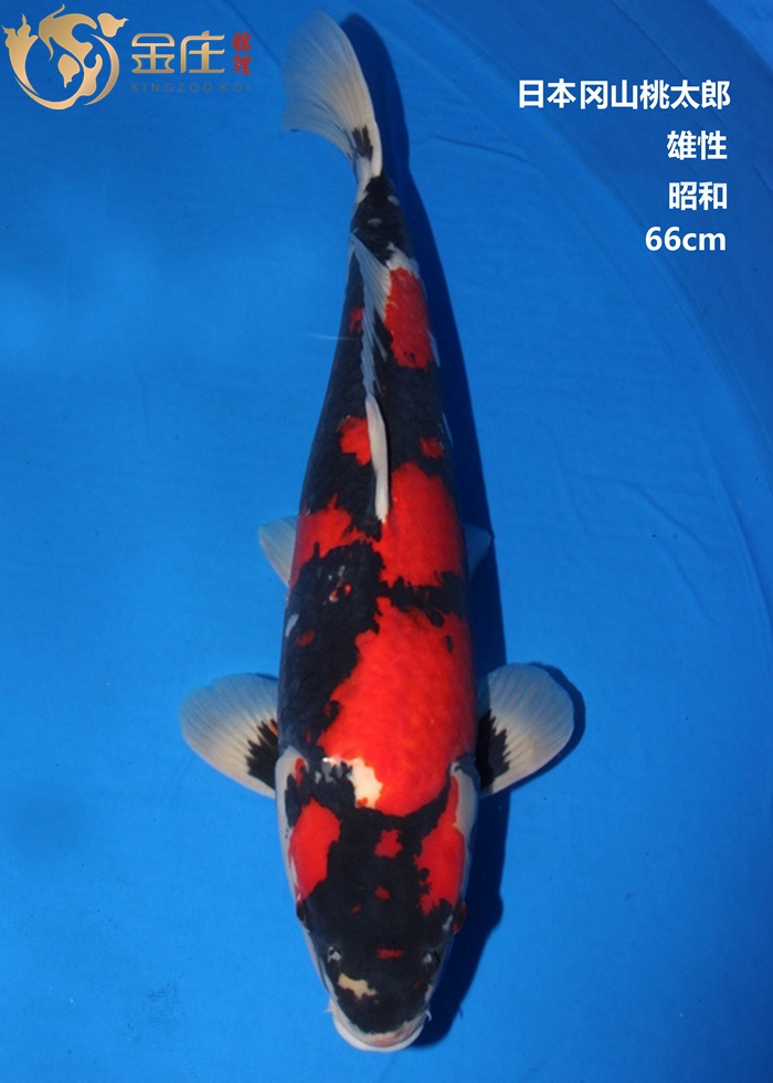 金莊感恩季回饋，美美錦鯉照大放(fàng)送