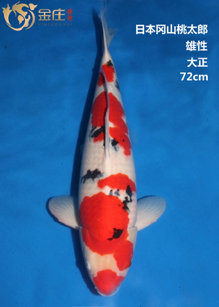 金莊感恩季回饋，美美錦鯉照大放(fàng)送