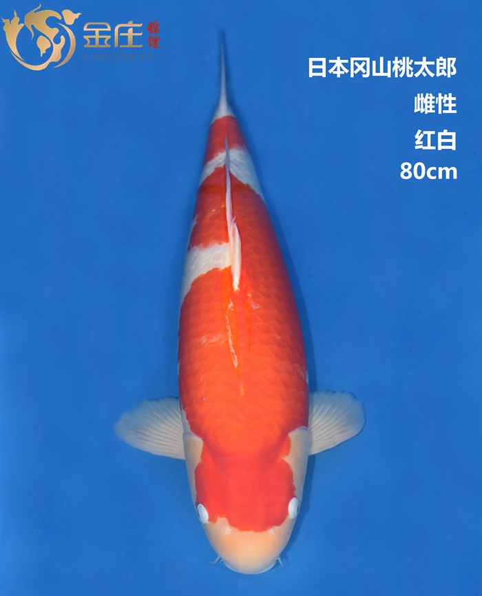 金莊感恩季回饋，美美錦鯉照大放(fàng)送