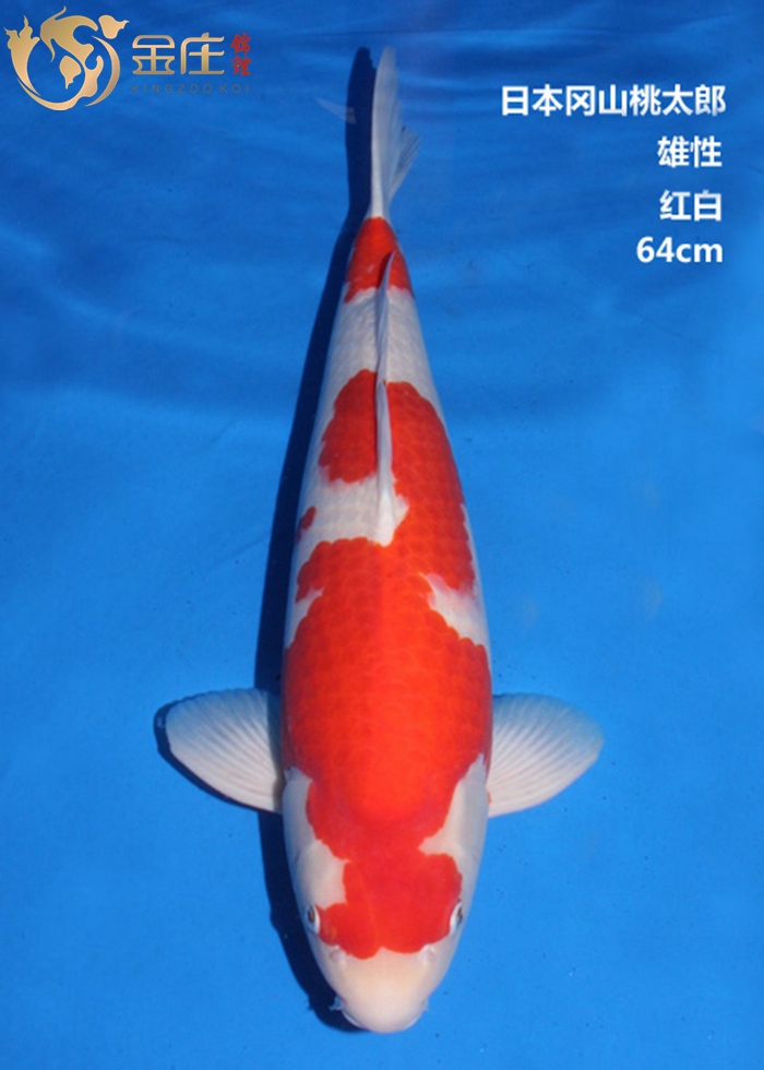 金莊感恩季回饋，美美錦鯉照大放(fàng)送