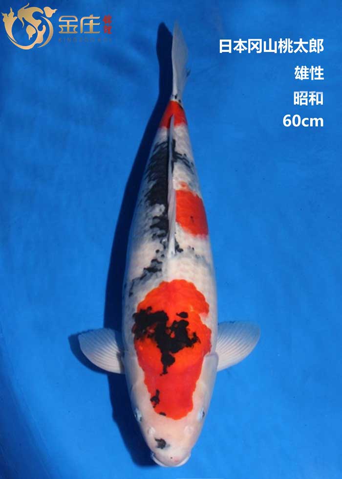 金莊感恩季回饋，美美錦鯉照大放(fàng)送