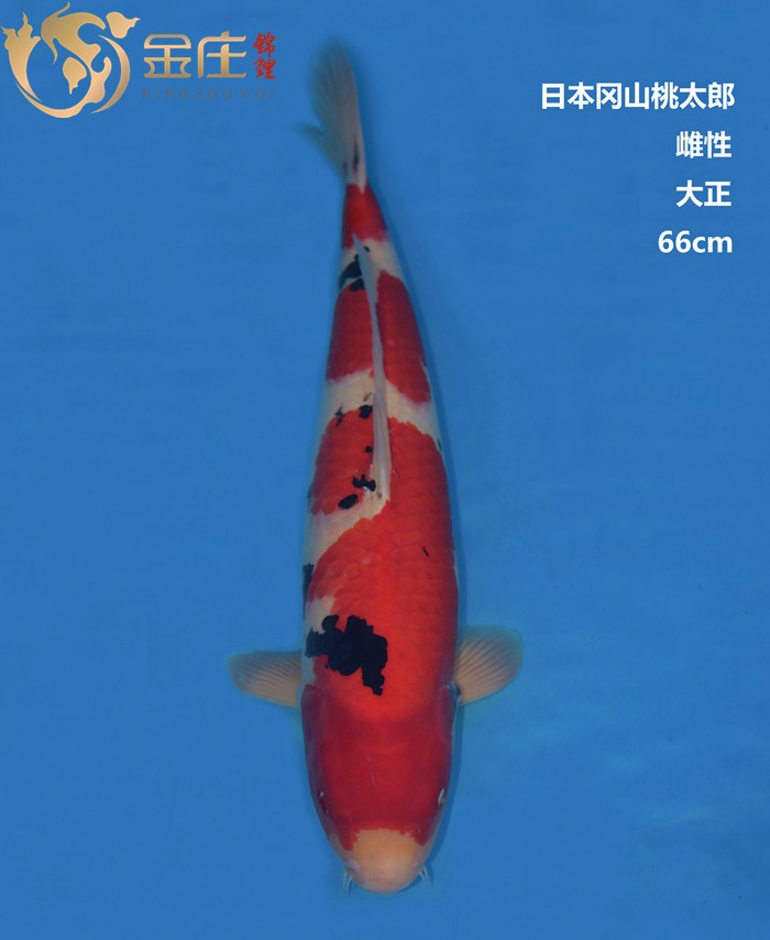 桃太郎66CM大正錦鯉