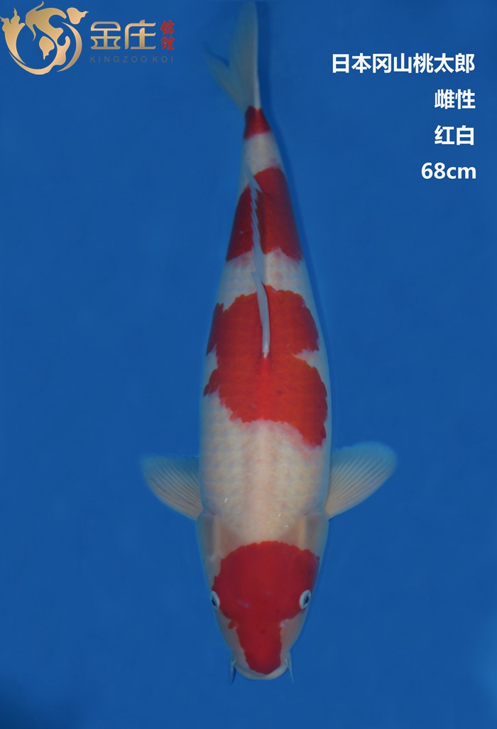 桃太郎紅白錦鯉雌性68CM