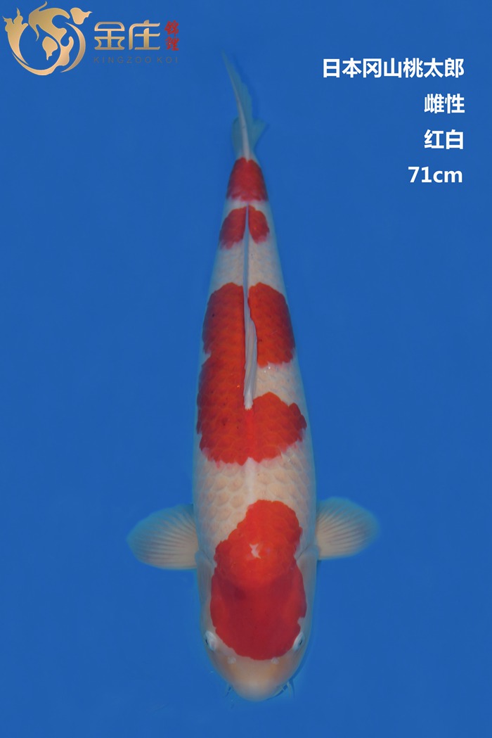 桃太郎71CM紅白錦鯉