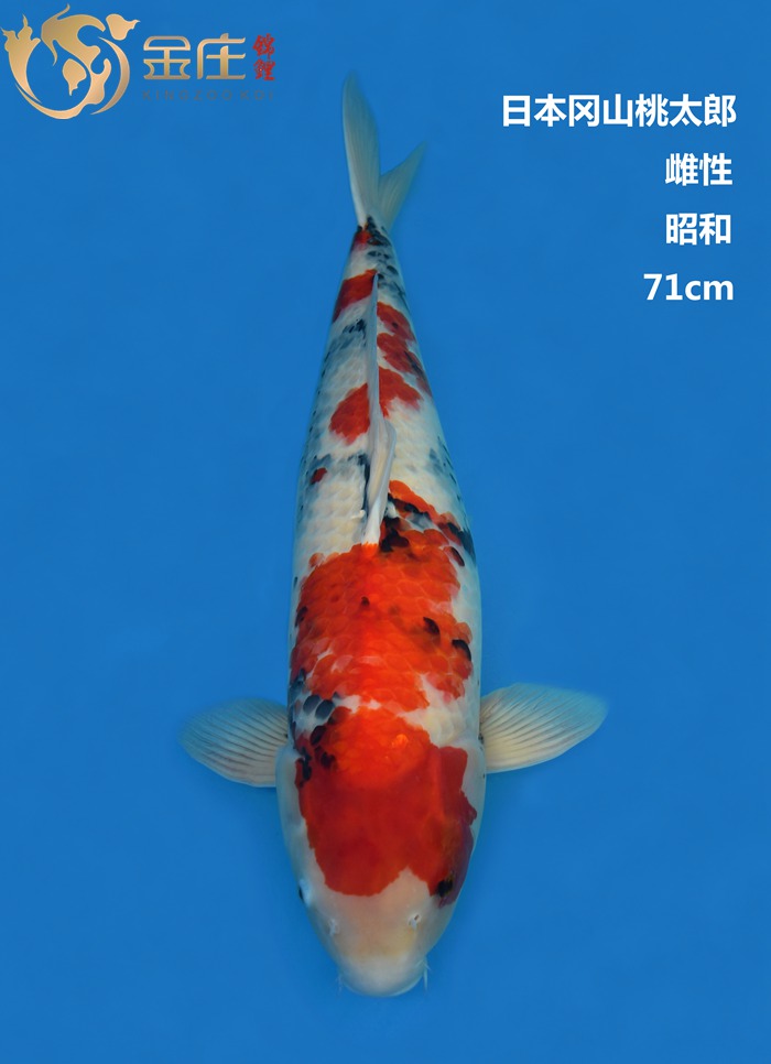 桃太郎71CM雌性昭和錦鯉 桃太郎71CM雌性昭和錦鯉