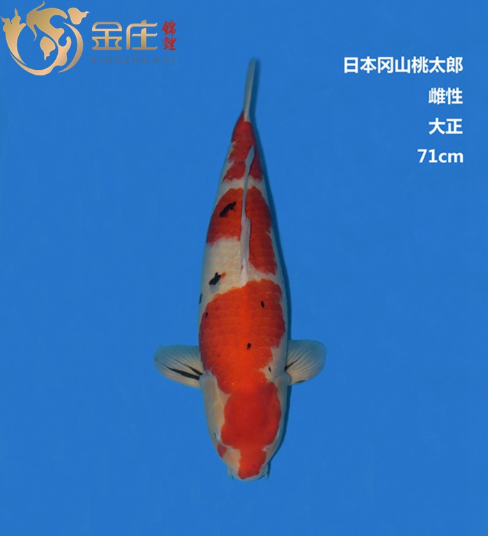 桃太郎71CM雌性大正錦鯉