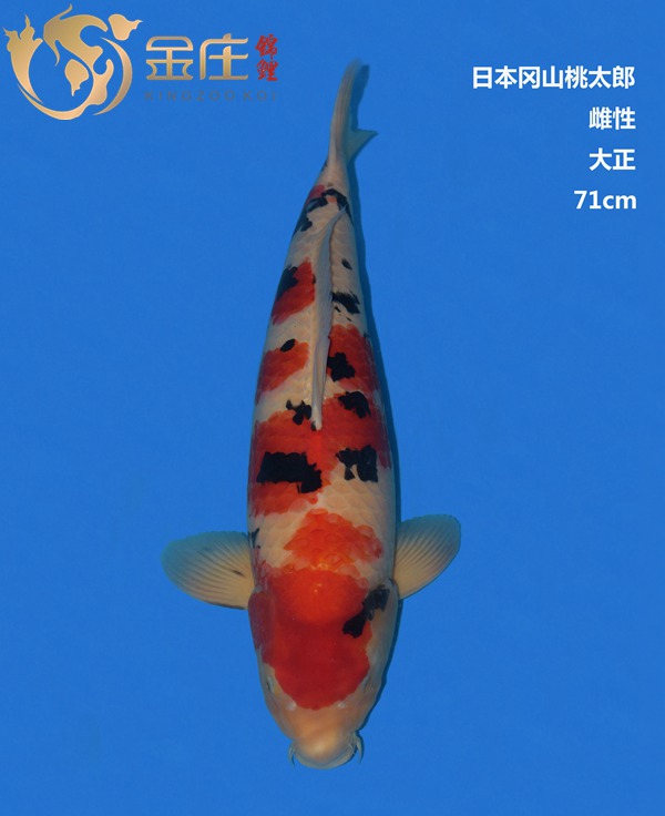 桃太郎71CM大正錦鯉 桃太郎71CM大正錦鯉